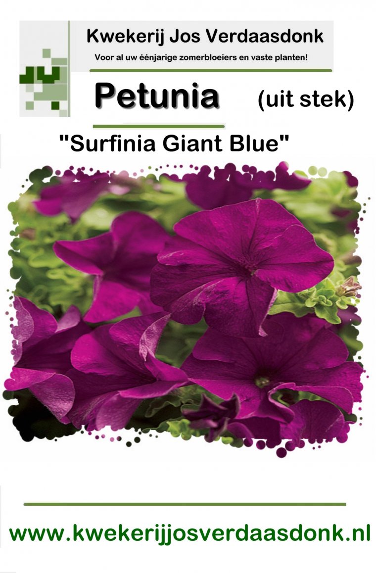 390 petunia surfinia giant blue